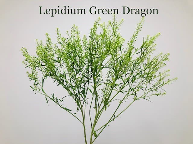 Lepidium 12bu/bx Green 70cm