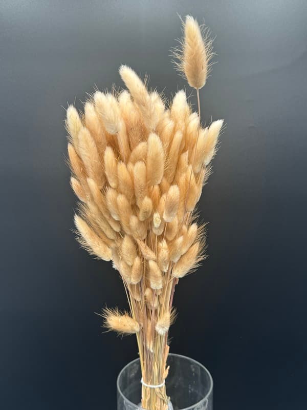 Dried Lagurus Bunny Tail - 20bu/bx. Natural 40cm