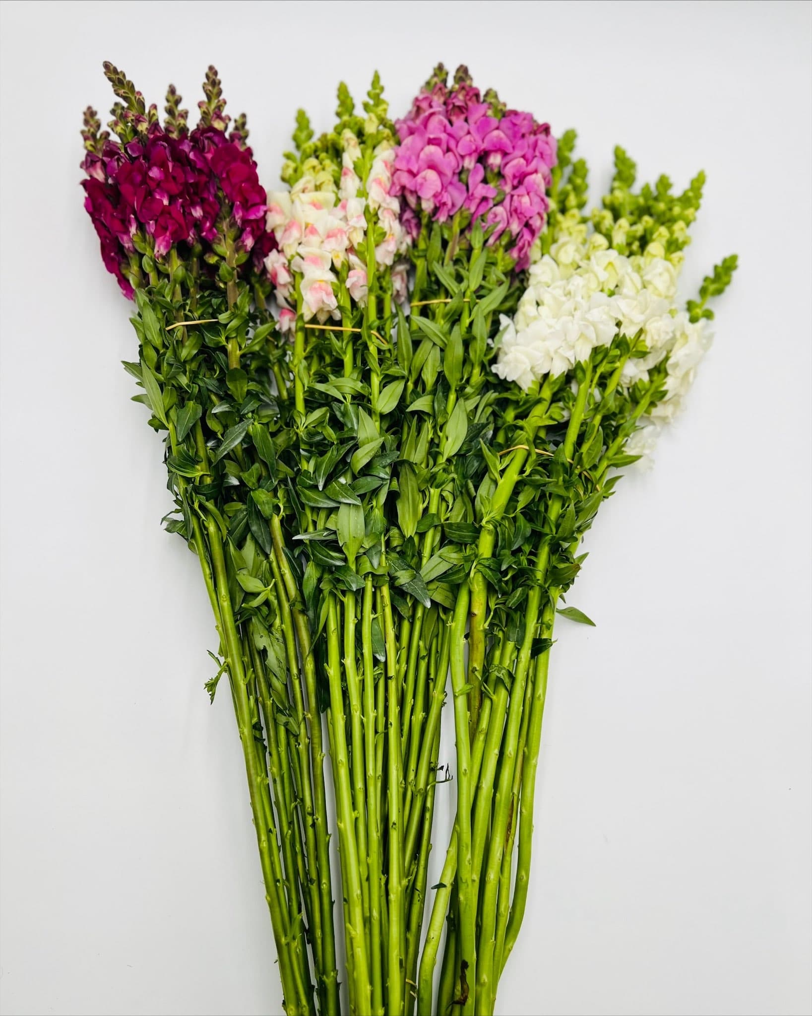 Snapdragon 14bu/bx Assorted 90cm