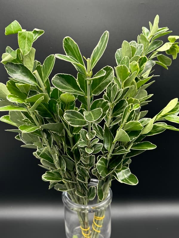 Euonymus 10bu/bx Imported Variegated 50-60cm