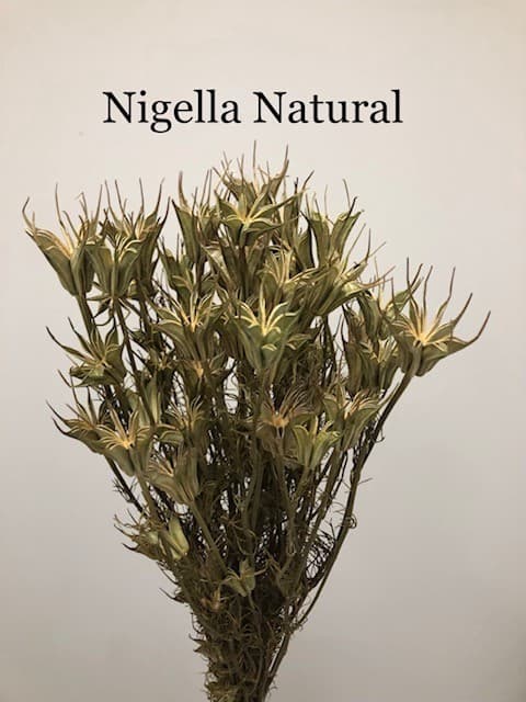 Dried Nigella - 20bu/bx. Natural 40cm