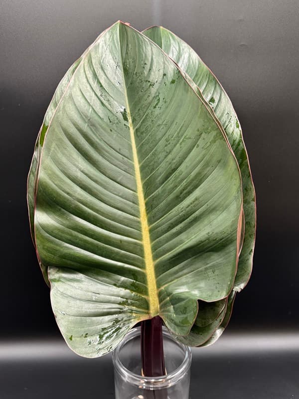 Philo Congo - 80st/bx Red 40cm