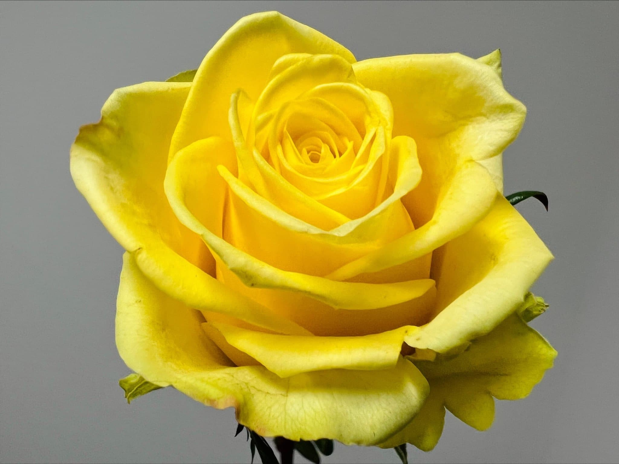Roses 100st/bx Yellow 50cm
