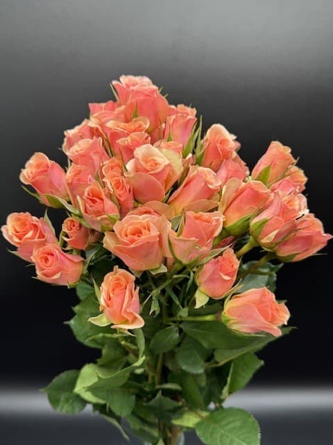Spray Roses 100st/bx Ilse Peach 40cm