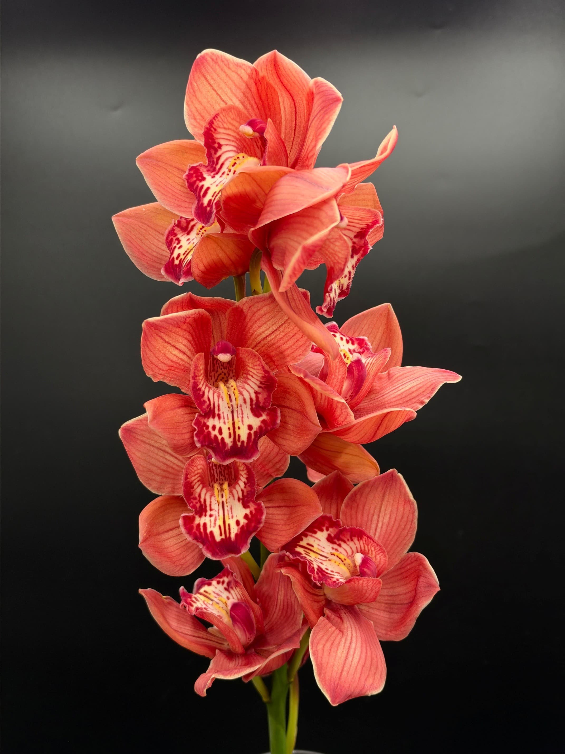 Orchid Cymb. Frederica - 10st/bx Brownish Red 60cm - 9/12bl