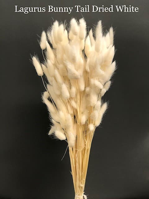 Dried Lagurus Bunny Tail - 10bu/bx. White 60cm