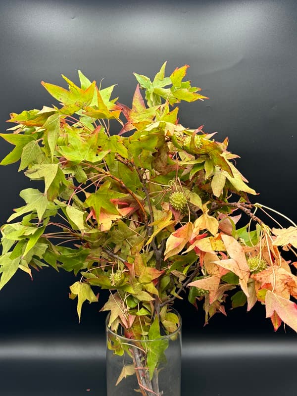 Liquid Amber 12bu/bx Green 60cm