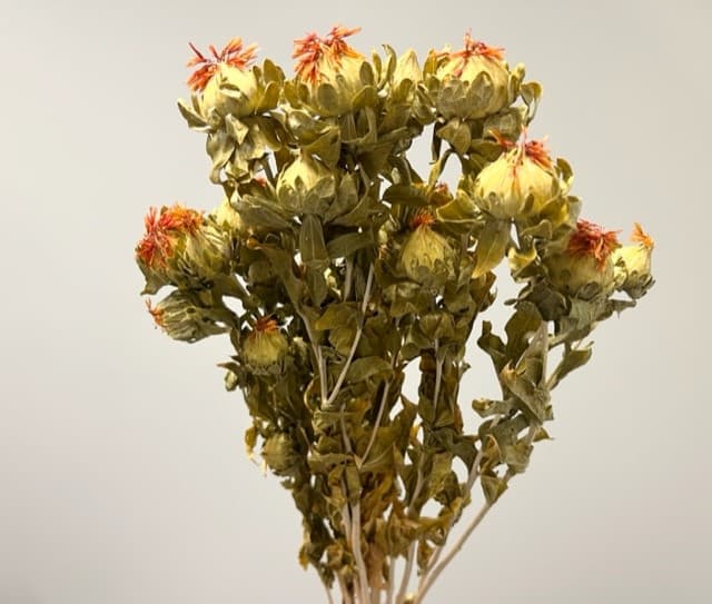 Dried Carthamus Natural - 20bu/bx Green/orange