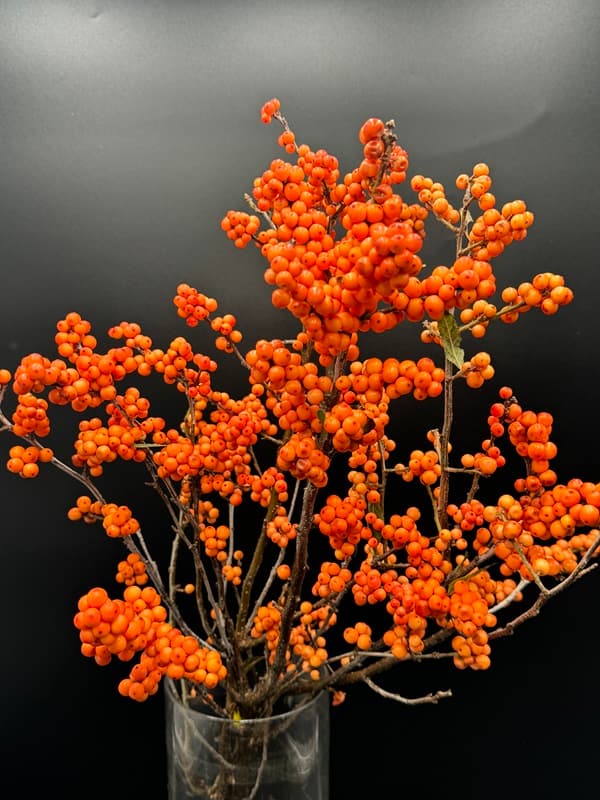 Ilex Berries - 80st/bx Orange 40cm