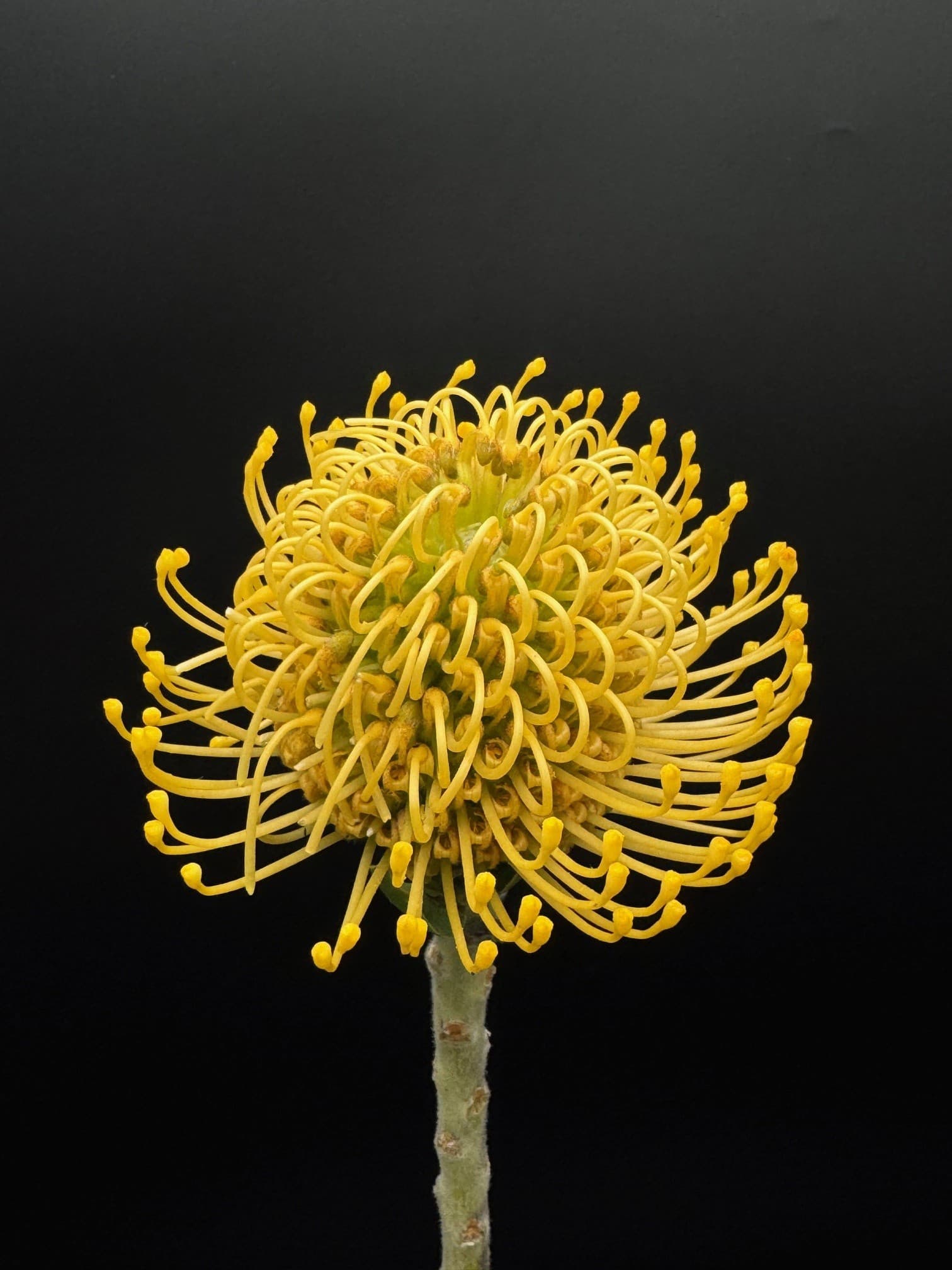 Pincushions High Gold - 50st/bx Yellow 50cm