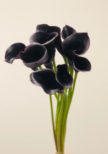 Calla Mini Lily - 80st/bx Black 45cm