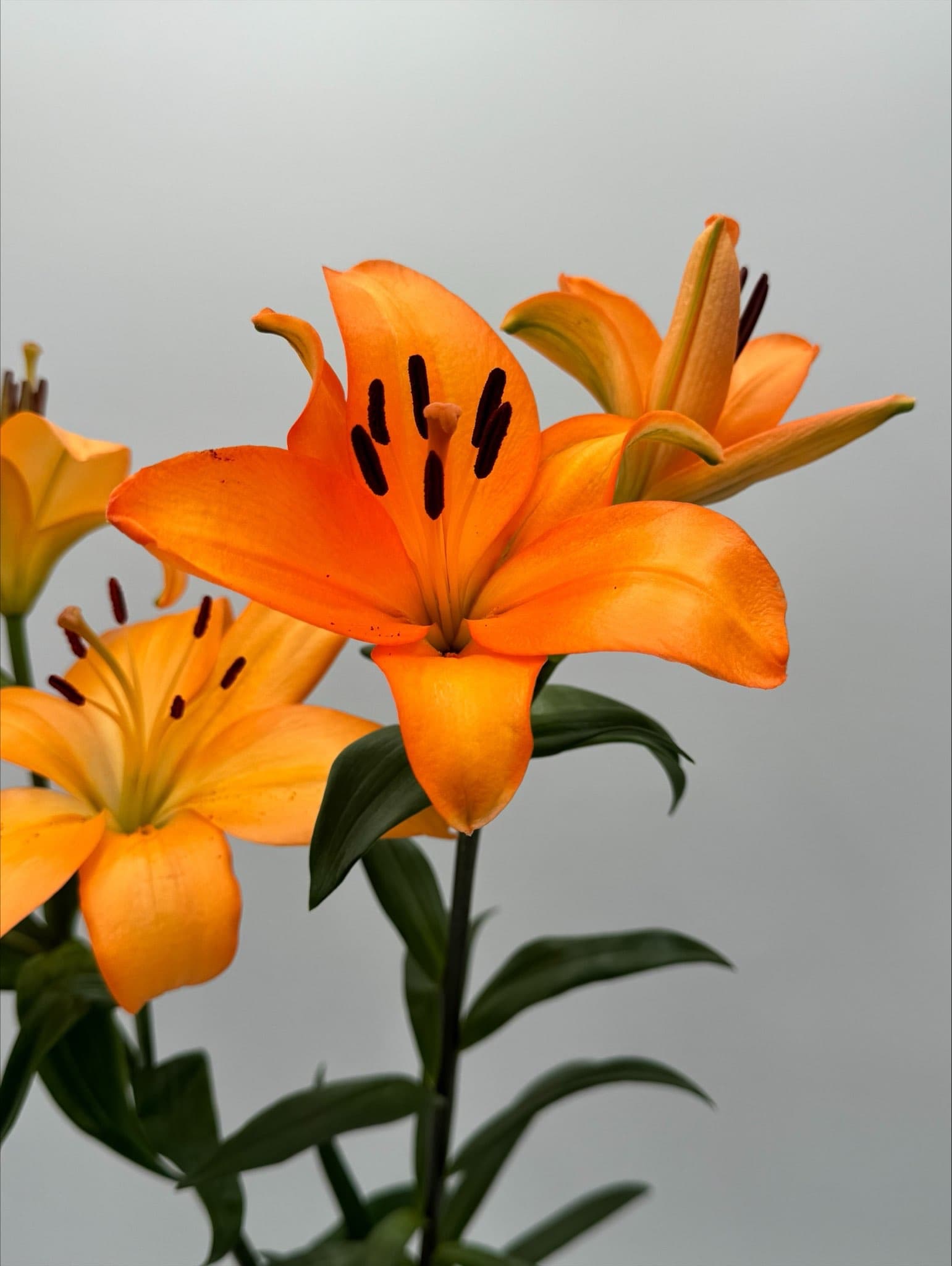L.a. Lily 80st/bx Orange 60cm - 2 Bl
