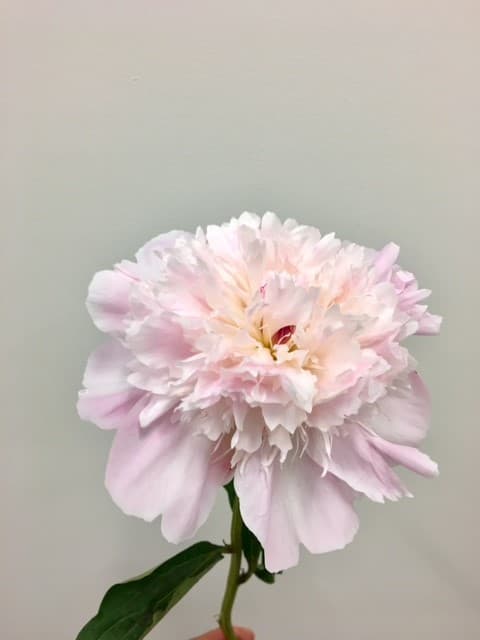 Peonies Alertie - 120st/bx Light Pink. 45-50cm