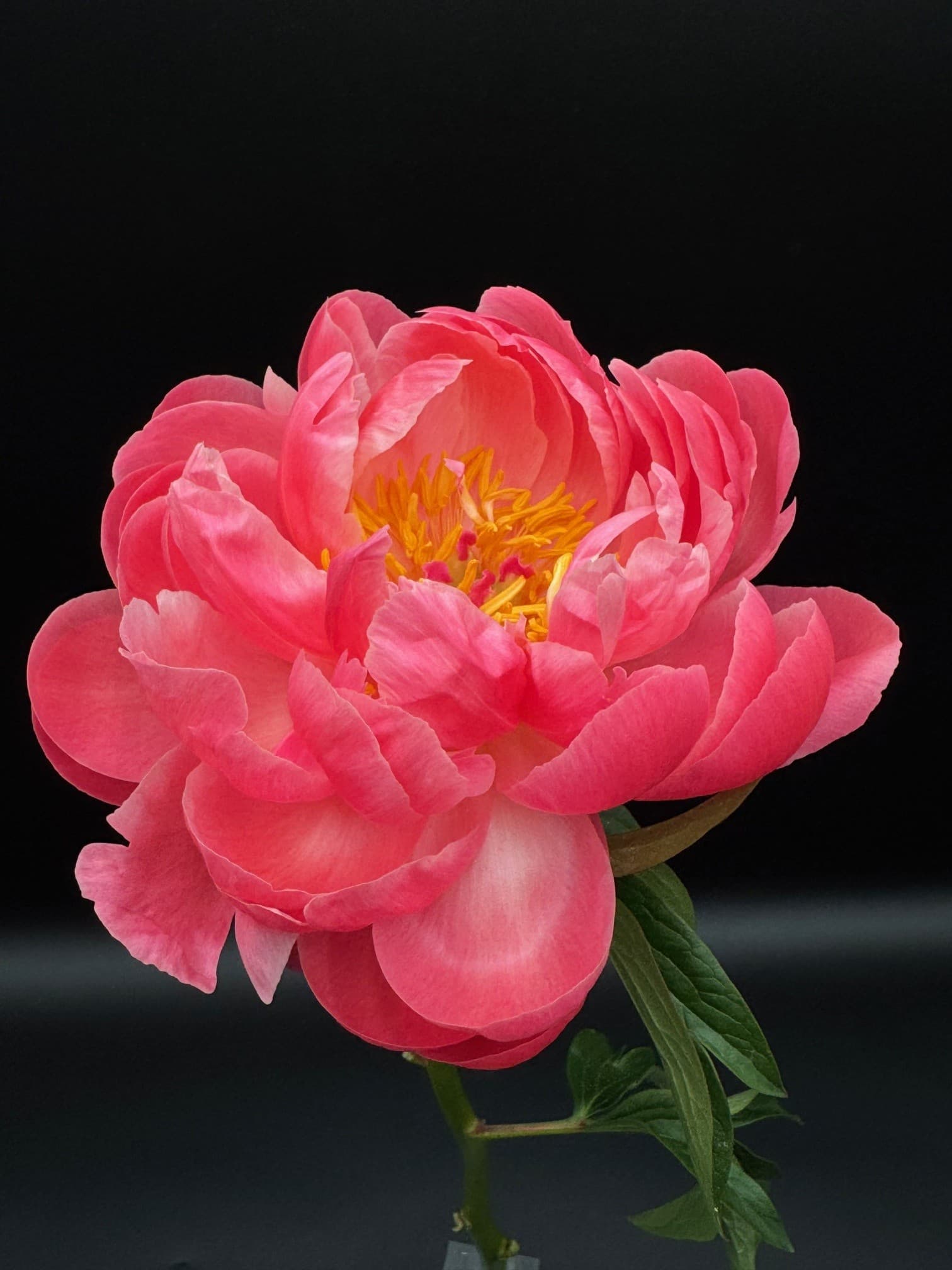 Peonies 60stm/bx Coral Charm 50-60cm