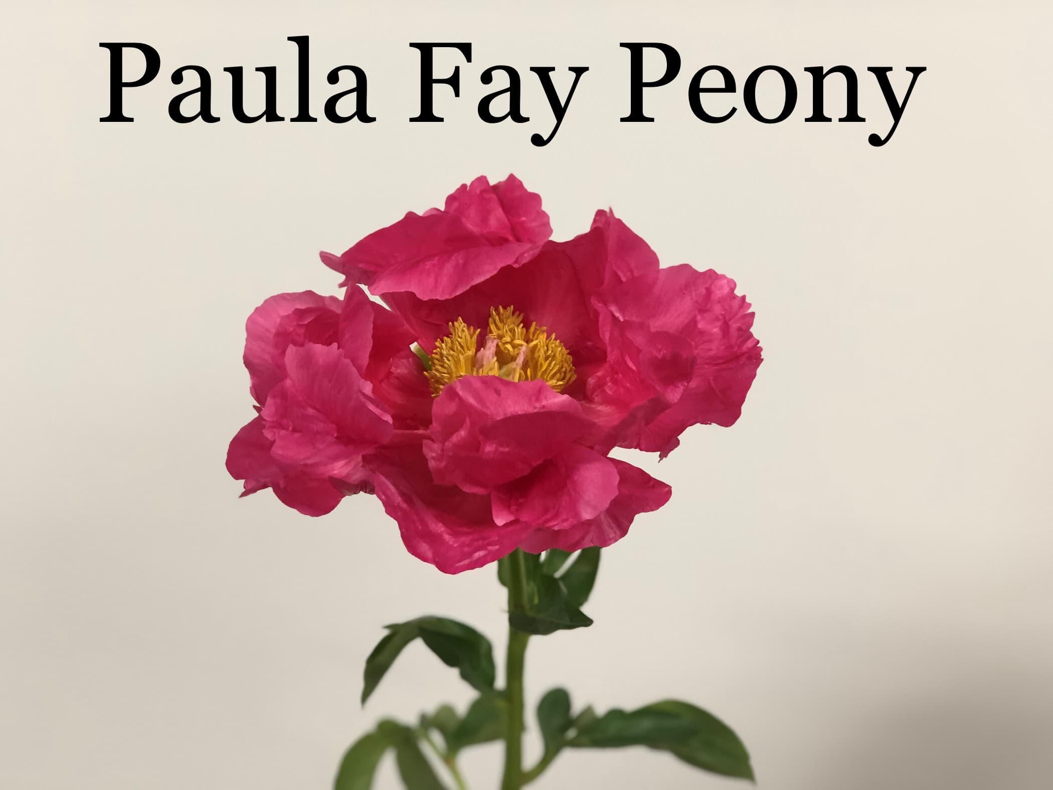 Peonies Paula Fey - 60st/bx Dark Red 50cm
