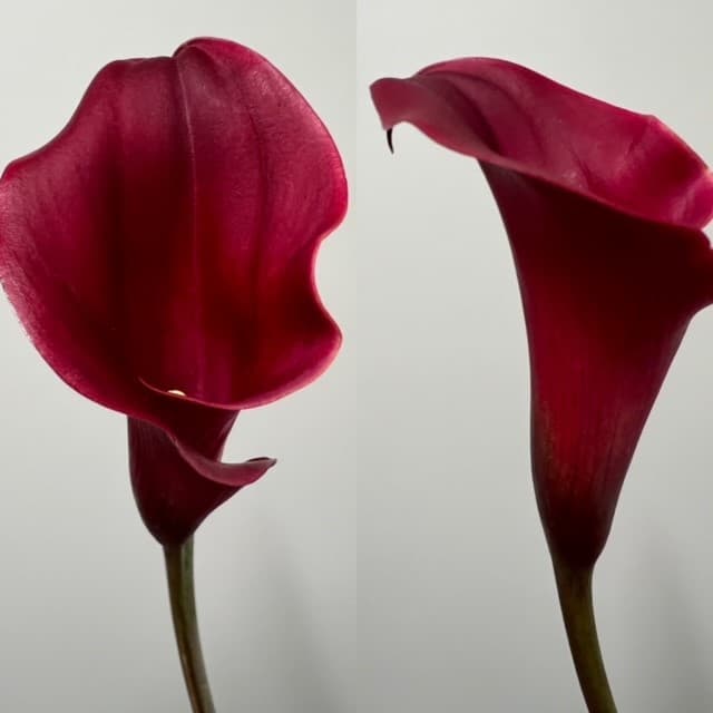 Calla Mini Lily - 100st/bx Red 45cm
