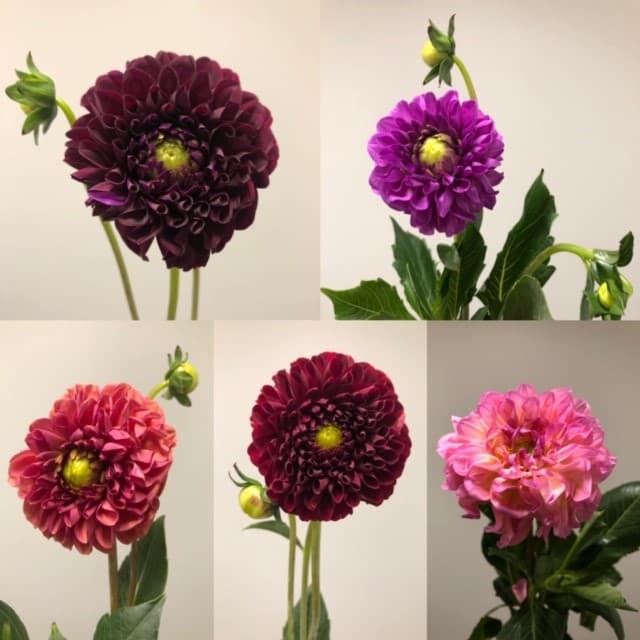 Dahlia 6bu/bx Assorted 50cm