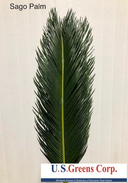 Sago Palm 25bu/bx Green 50cm