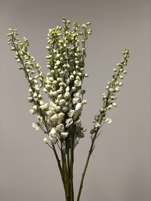 Delphinium Hyb. - 13bu/bx White 70cm