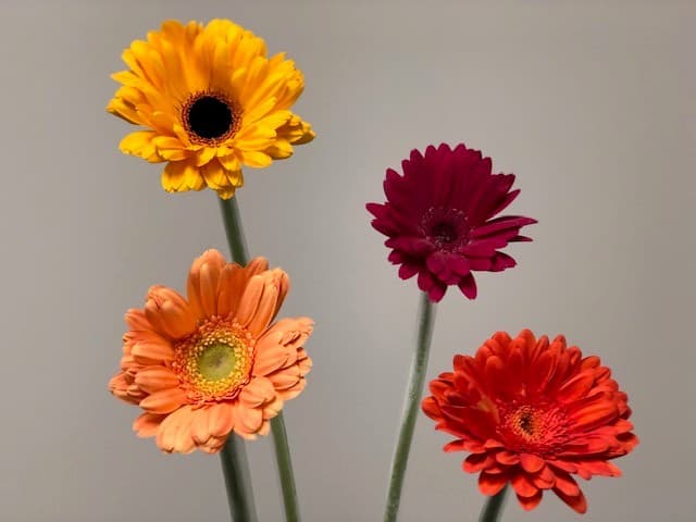 Gerbera 100st/bx Fall Mix Reg.