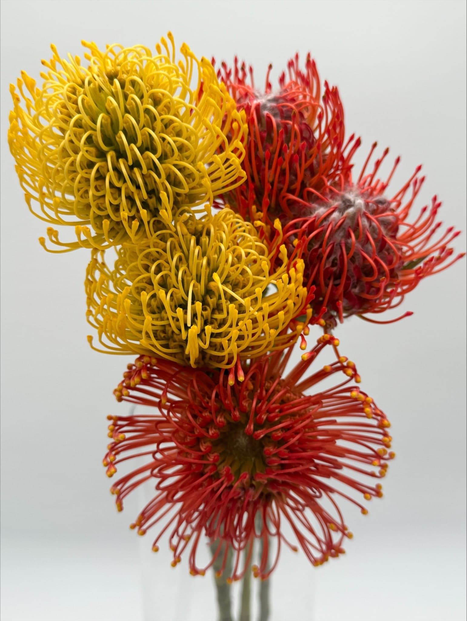 Pincushions 50st/bx Assorted 50cm