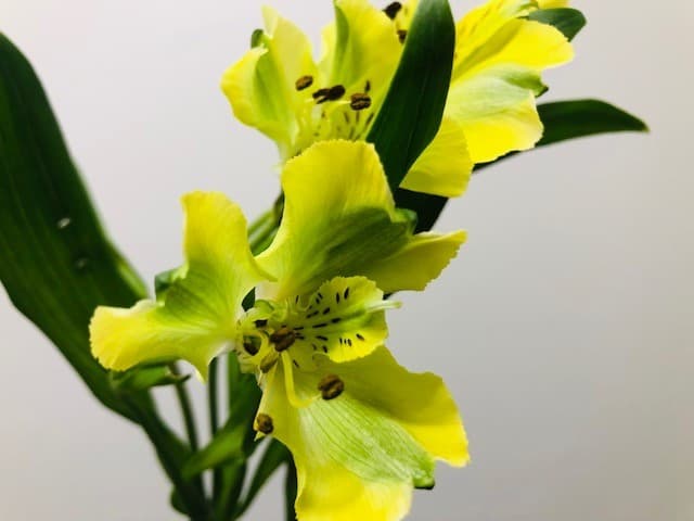 Alstroemeria 18bu/bx Yellow Select
