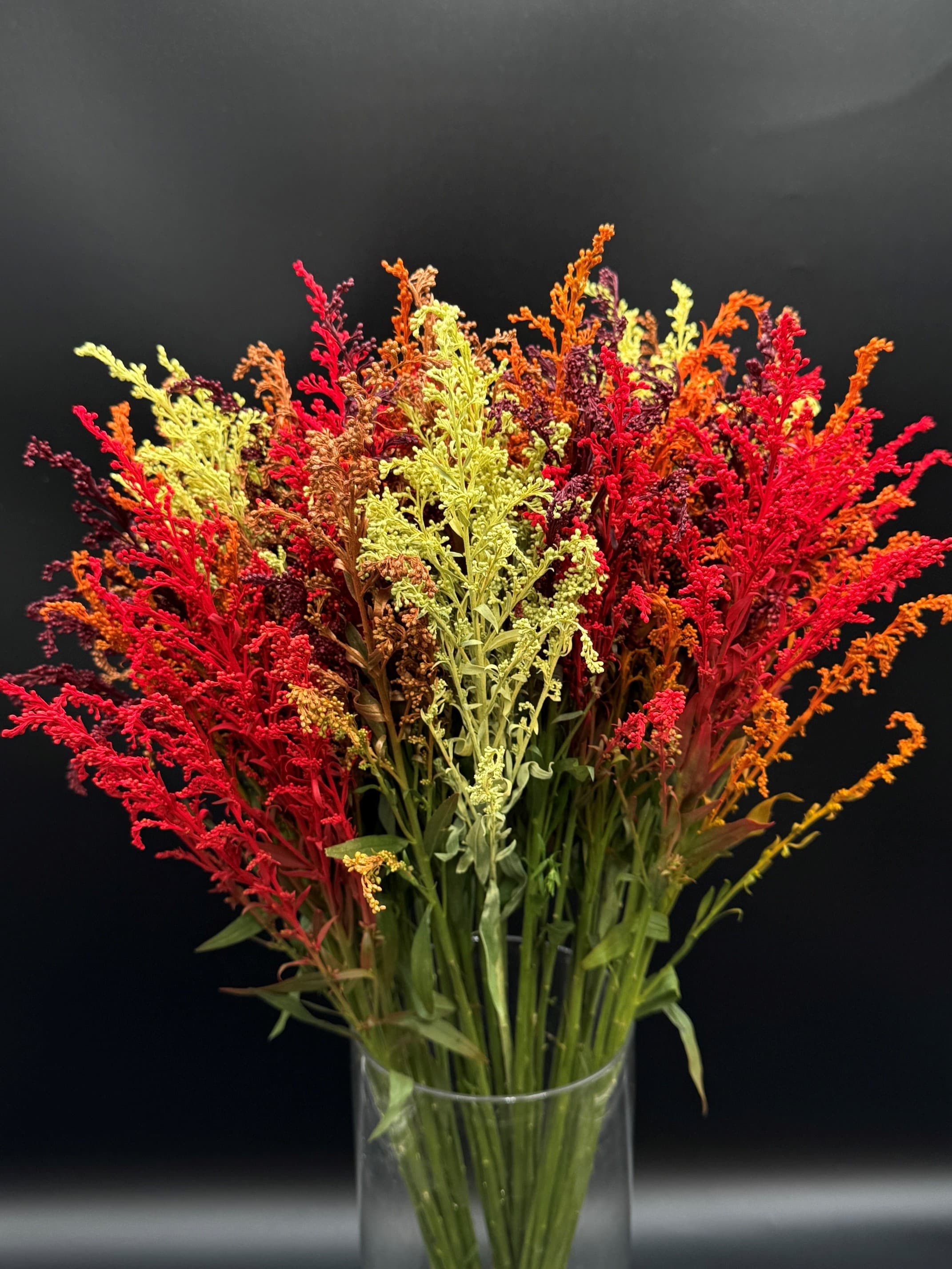 Solidago Tinted - 8bu/bx Fall Mix