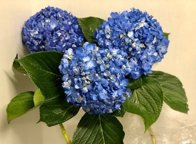 Hydrangea Shocking Blue Select 40 STEMS 60cm
