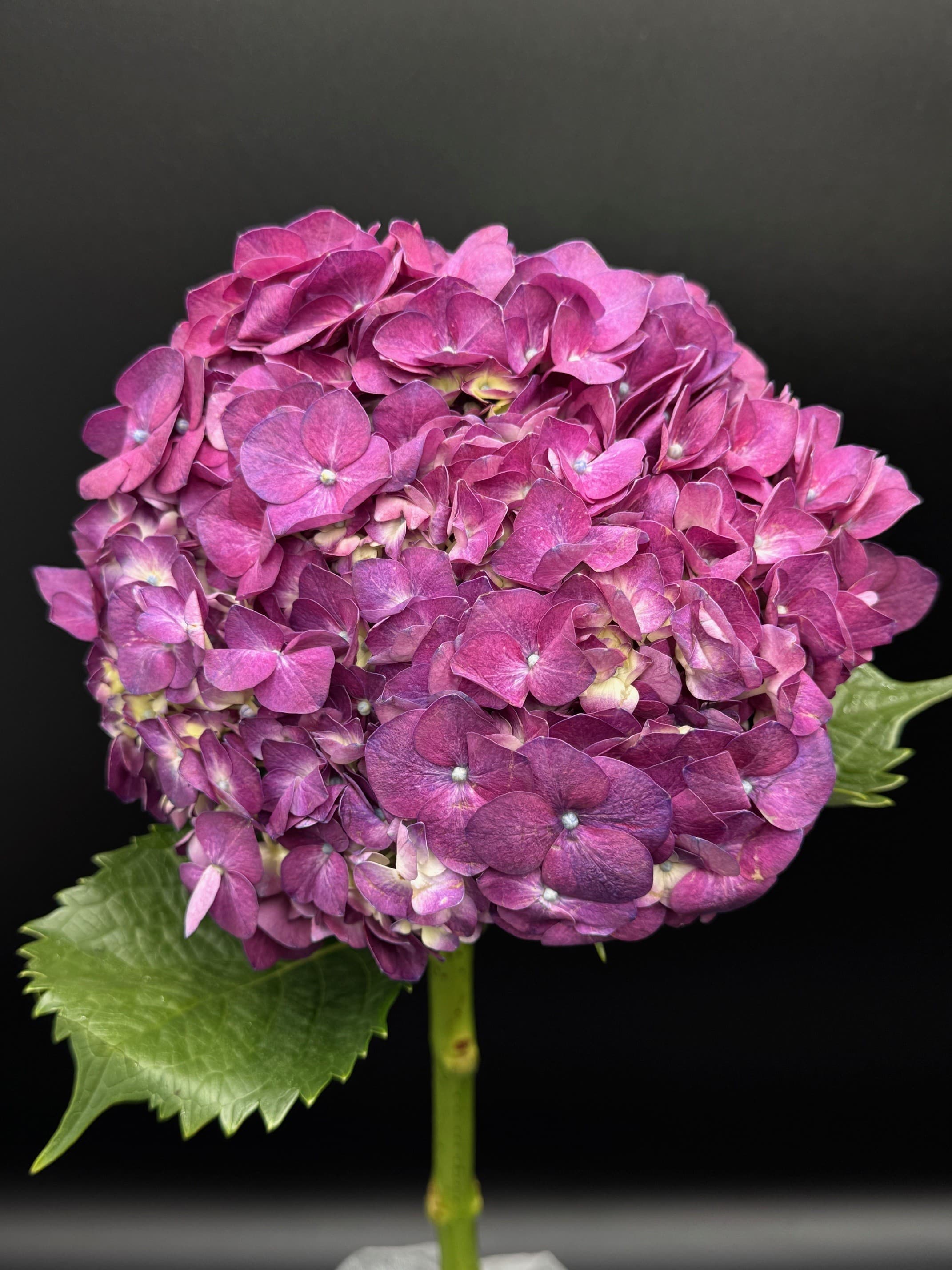 Hydrangea Elite Purple 30ST/BX 60cm