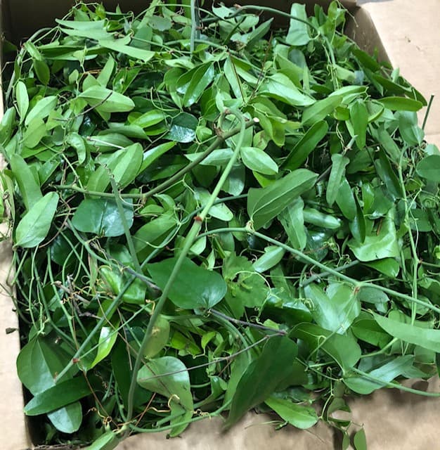 Wild Smilax Green 10 lbs