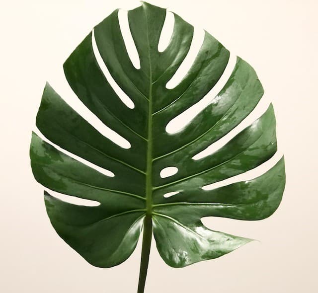 Monstera Green Mix-Florida 15 BU/BX