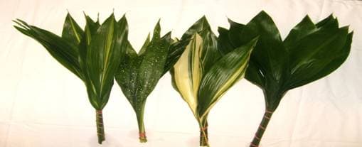 Aspidistra Assorted MIX 20 BU/BX