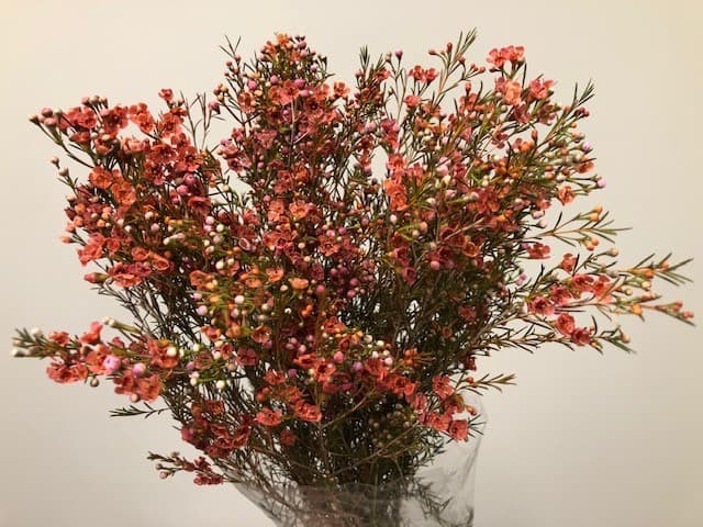 Waxflower 14bu/bx. Terracota 60cm