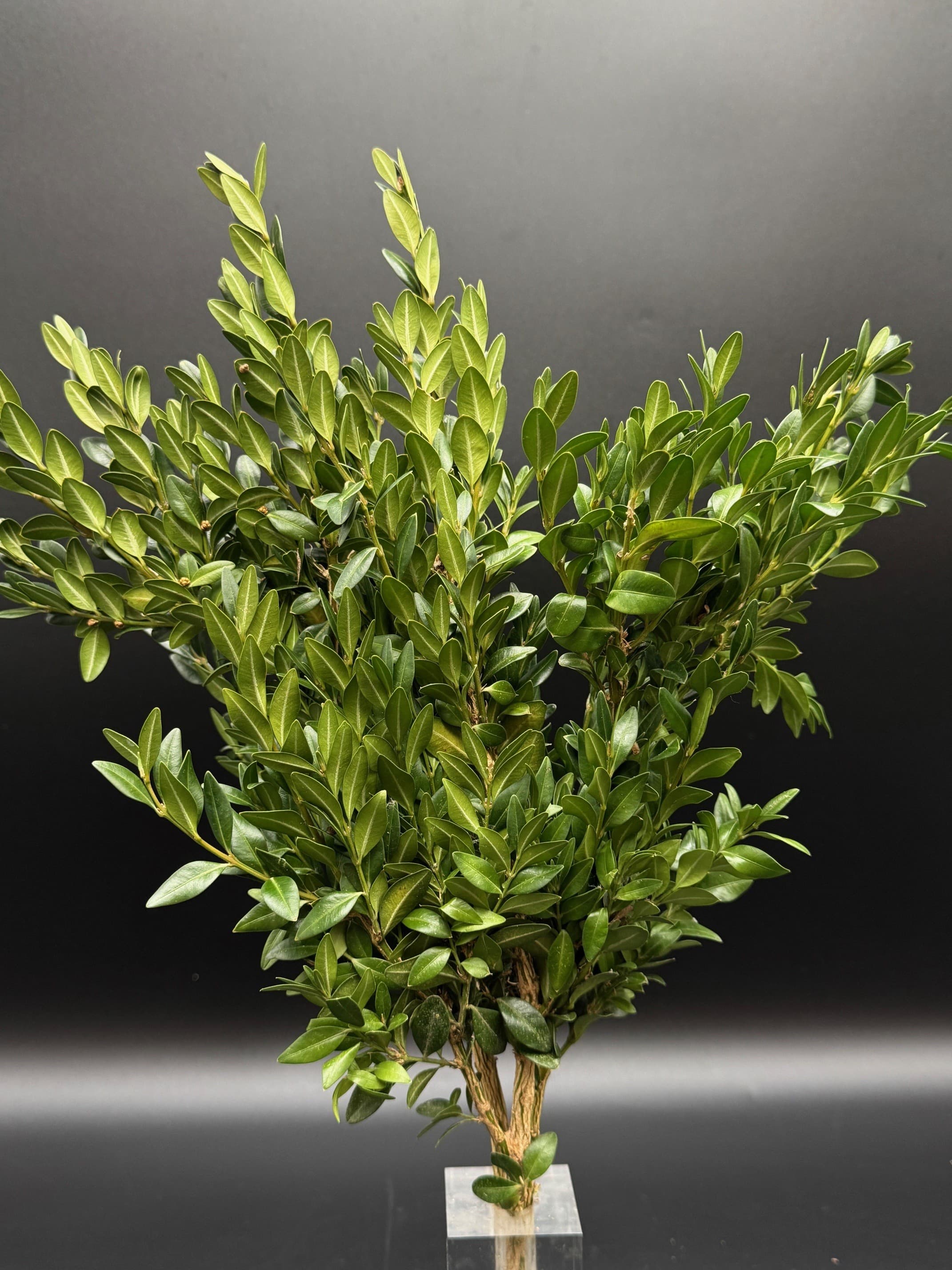 Boxwood Green 20 Lbs