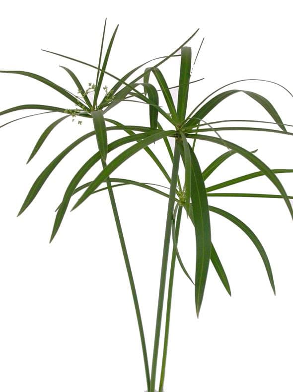 Umbrella Palm Green 10BU/BX 50-60cm