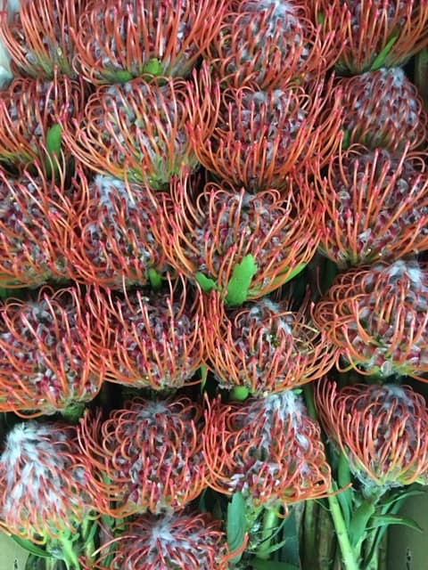 Pincushions Tango (Red/Orange) 50 ST/BX 50cm