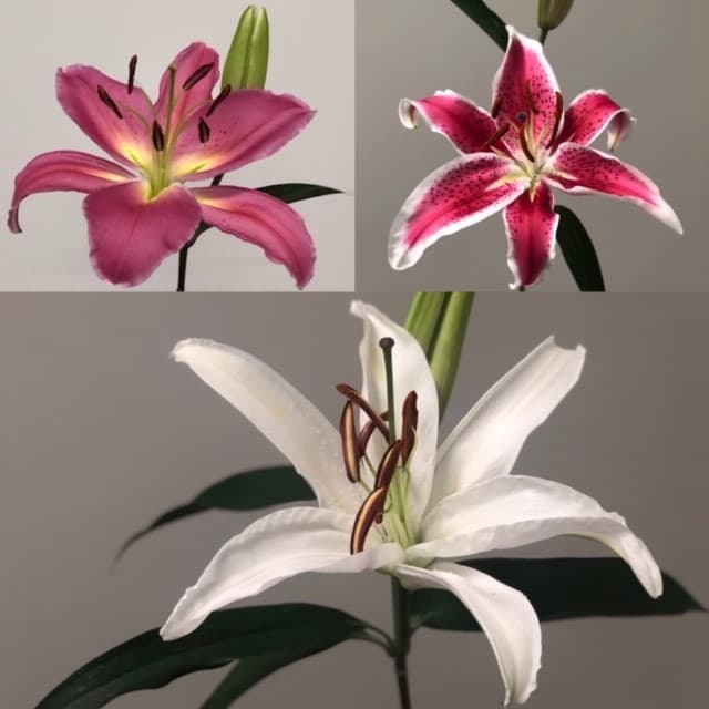 Oriental Lily Mix 3/5BL 60ST/BX 60-70cm