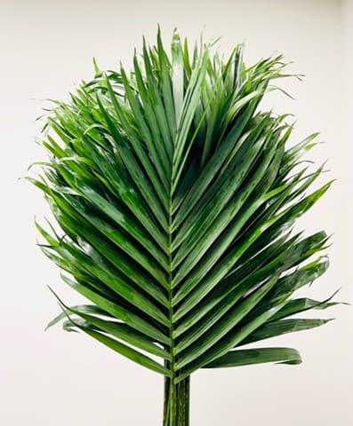Cat Palm Green 25 BU/BX (20 STEM) 70cm