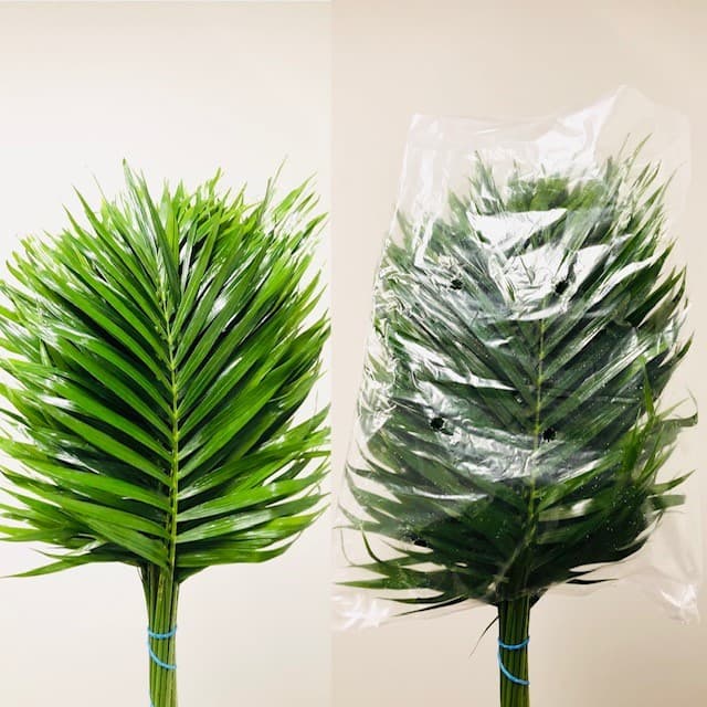 Cat Palm Green 30 BU/BX (20 STEM) 60cm