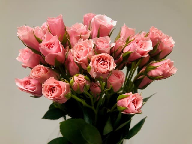 Spray Roses 120st/bx Pink Mayolika 50cm