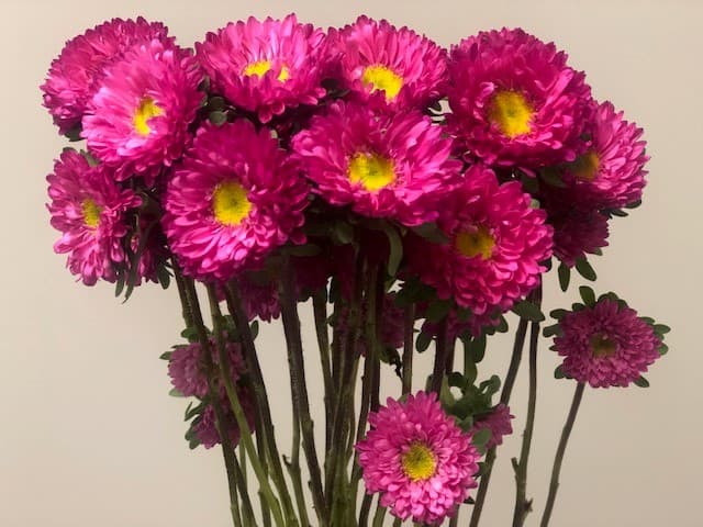 Aster Hot Pink 12 BU/BX Matsumoto 60cm