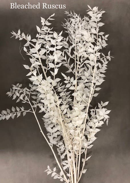 Ruscus Italian Dried 30 Bu/bx Bleached White 70-80cm