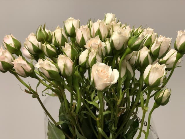 Spray Roses 120st/bx White Majolika 50cm