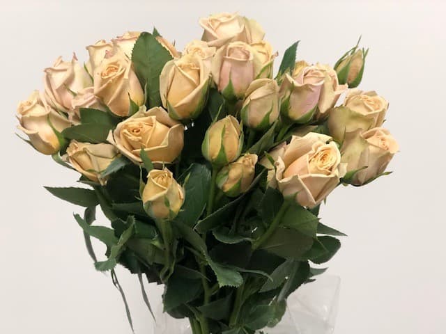 Spray Roses Peach - 120st/bx Sahara Sensation 45cm