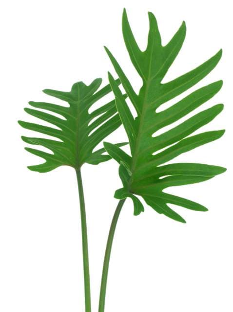 Xanadu Green 10 BU/BX 40cm