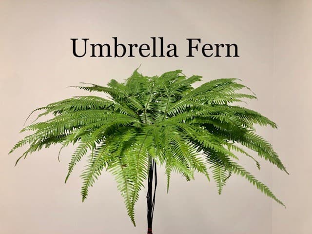 Umbrella Fern Green 10/BU/BX 40cm