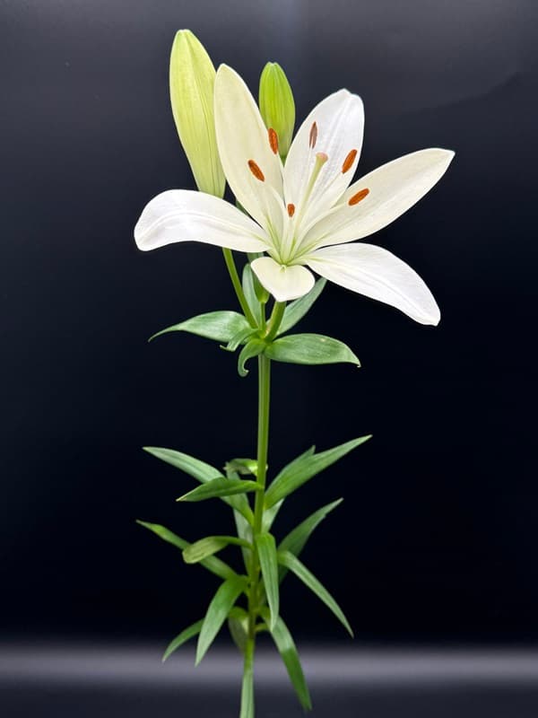 L.a. Lily 60 Stems White 3/5 Bl