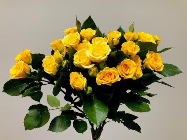 Spray Roses Yellow Babe 120ST/BX 50cm