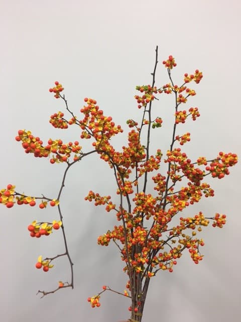 Bittersweet 12 Bu/bx Red/orange 1 Lb Bunches