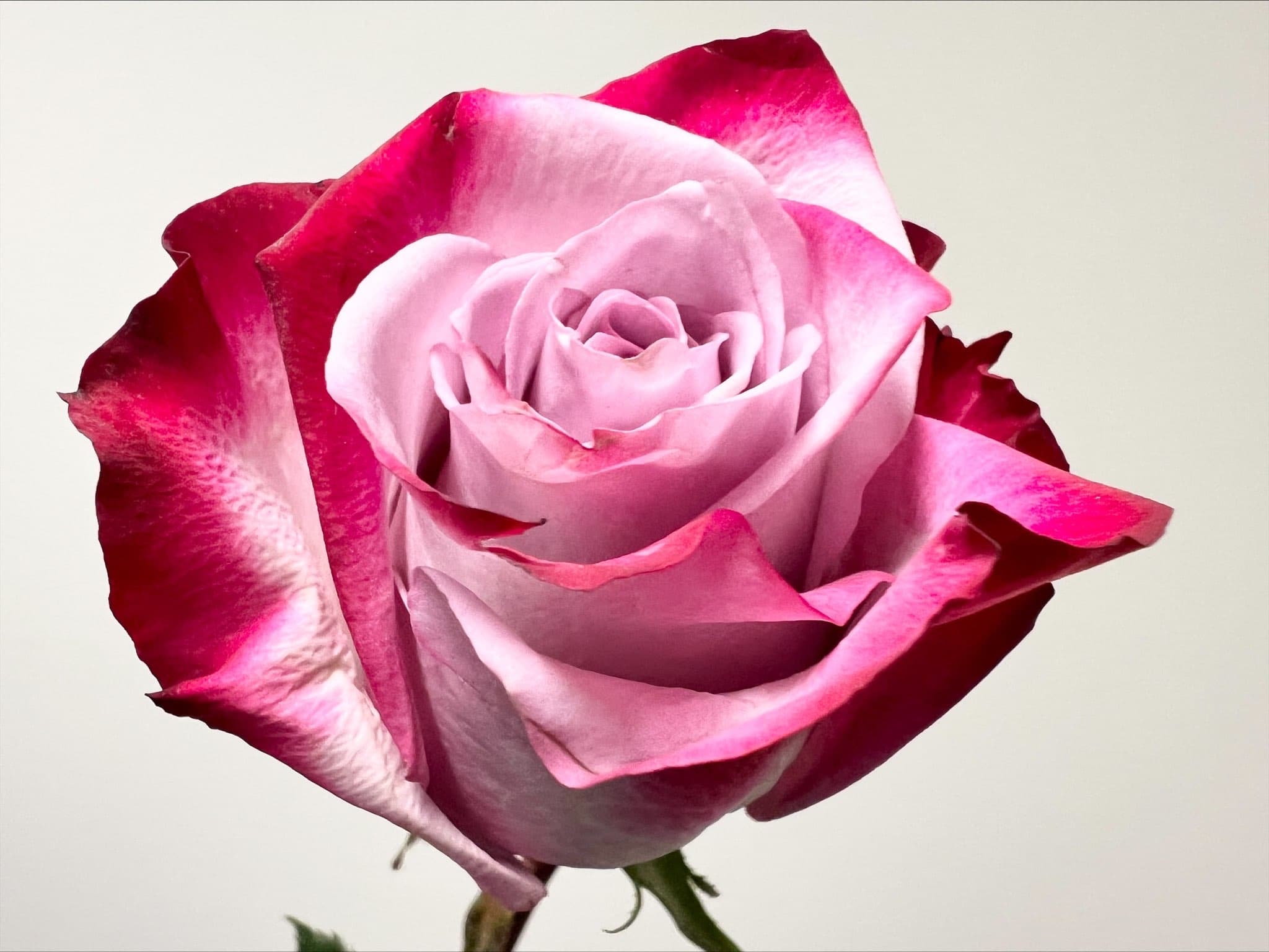 Roses Deep Purple 100 STEMS 50cm